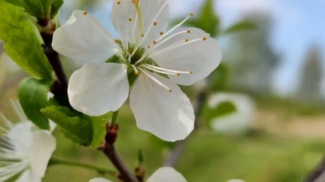 ЭТО ДРЕВЕСНОЕ УДОБРЕНИЕ МОЖНО СМЕЛО ВНОСИТЬ смотреть онлайн