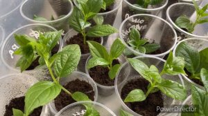 Черенки сбежавшая невеста и френч болеро укоренились,