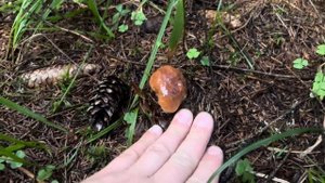 Грибные еловые новости 13 августа ! Грибы 2025 !