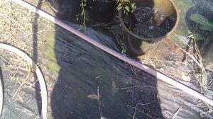 Полив саженцев ЗКС