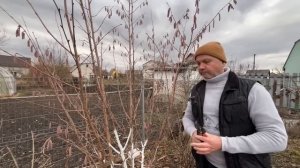 Как правильно формировать крону фундука.