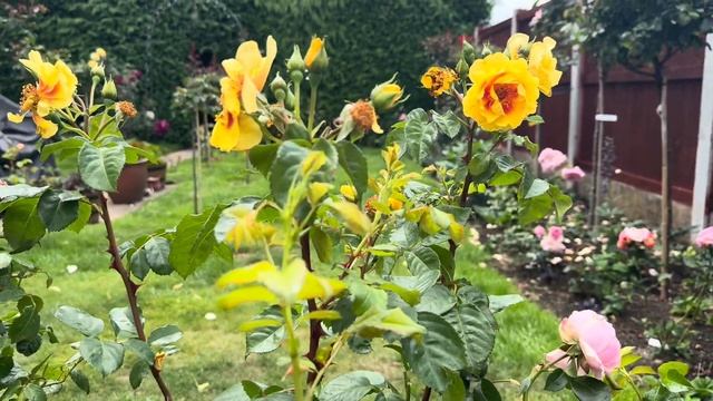 Новые розы в моем саду! 🌹 4 потрясающие плетистые крас смотреть онлайн