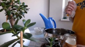 Яичная скорлупа как удобрение для суккулентов. Мои ко?