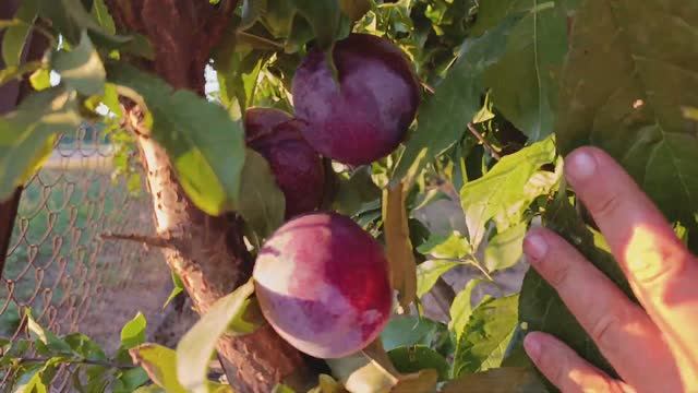 Слива Лерри Энн (Lary Ann) смотреть онлайн