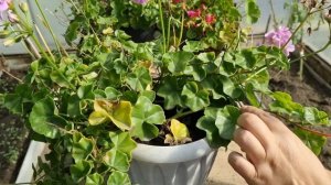 Полная подготовка Пеларгоний к зиме: Как обрезать, Чем