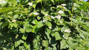 Ежевика Бжезина, 6 летний куст, 4.07.2025