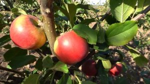 Зимний сорт яблони РАЙКА ЧЕШСКАЯ