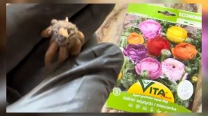 Как вырастить Лютик- Ранункулюс. Посадка Ранункулюса.