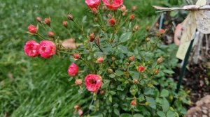 #миниатюрнаяроза #lillyrose #лилироуз #Wonder5 Прелестная мини