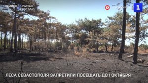 Леса Севастополя запретили посещать до 1 октября
