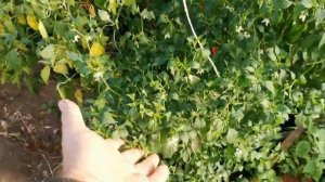 Прежде чем ПОЛИВАТЬ поздней ОСЕНЬЮ помидоры, перцы, ог