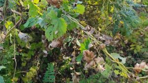 Хмель - полезное растение. Красивая кожа и волосы.. #shorts