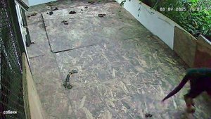 обстрелы Донецка,глазами собак