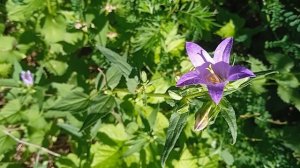 Поёт Ольга Воронец - Колокольчик