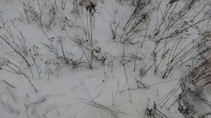 Охота на зайца зимой. Следы зайца. Зимний лес. Зимняя о?