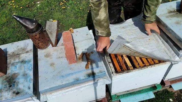 Правильное расширение пчёл. смотреть онлайн