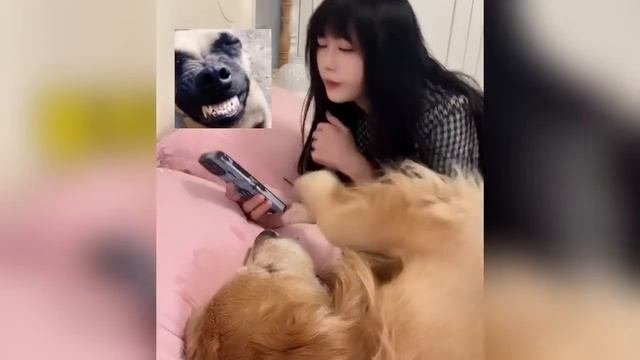 Смешные животные