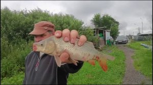 Социальная рыба