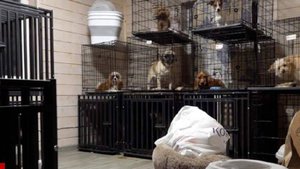 Как накажут живодеров, организовавших "тюрьму для собак"