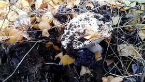 Осенний лес. Собираю грибы. Полезная "Чага". Что лечит б