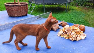 Лео на даче