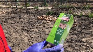 Посадка картофеля - мой проверенный метод. Урожай га