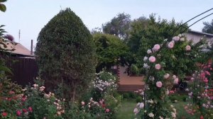 Розы в моём саду.  Прекрасные арки!