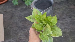 Пополнение коллекции хост / Питомник Франсен #julia_i_sad #co