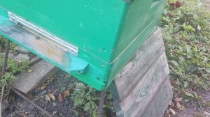 Обработка пчёл осенью от клеща щавелевой кислотой. Бо?