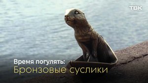 Как посетить всех красноярских бронзовых сусликов за раз? / «Время погулять»