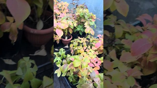 Завозим крупнолистные гортензии в теплицу на зимовку. смотреть онлайн