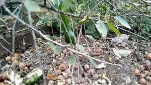 Висячие тыквы Осламова