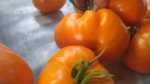 Томат желтый великан в теплице. Просто чудо -10 томатов