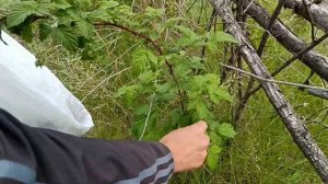 Чай с листьев вишни и смородины.