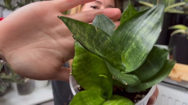 Разновидности ханни - Sansevieria trifasciata Hahnii sansevieria санс