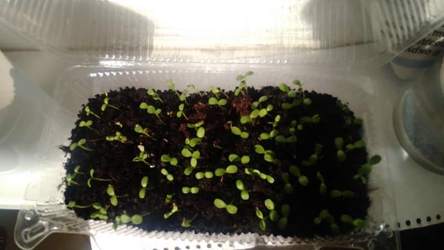 Как проверить семена. Полевая всхожесть. How to check the seeds. смотреть онлайн