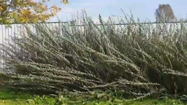 Ива Маяк-2 (Фейерверк). Но мне больше нравится название смотреть онлайн