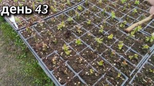 День 43. Укоренение (черенкование) голубики и жимолости