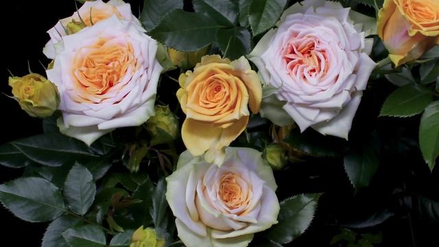 Как распускается роза Бетте Тайм - Better Times (Kordes  2021) смотреть онлайн