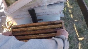 Украинская степная пчела Неожиданно