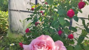 Роза Мириам