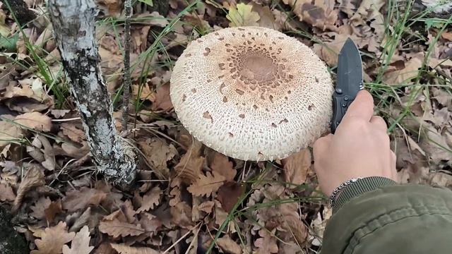Где собирать грибы в Крыму? Шикарные Грибы ЗОНТИКИ на ?