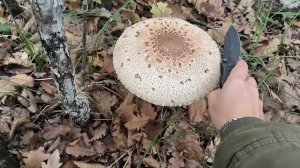 Где собирать грибы в Крыму? Шикарные Грибы ЗОНТИКИ на ?