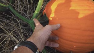 Тыква без перекопки и прополки. Мульча без усилий и затрат.
