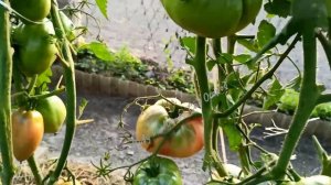 🍅 Чудо-томат с чуднЫм названием в моей коллекции