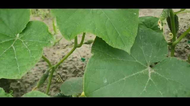 ТОЛЬКО ЭТИ 2 ОГУРЦА ПОСАЖУ в 2024 году, Урожай собираю ве? смотреть онлайн