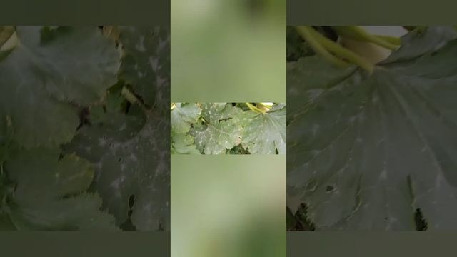 Кабачок не болеющий мучнистой росой-северный мишка 6.09 смотреть онлайн