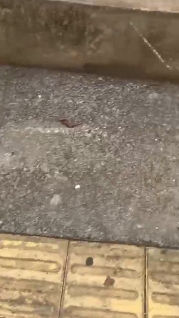 Лазерный источник Chuangxin MAX Laser 260 Вт AliExpress