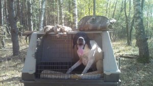за вальдшнепом с легавой 2