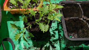 Драгоценная Изотома,пикировка